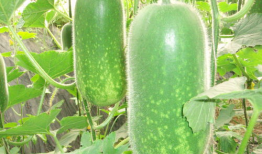 吃瓜爆料大赛聚集地,网络聚集地的风云变幻